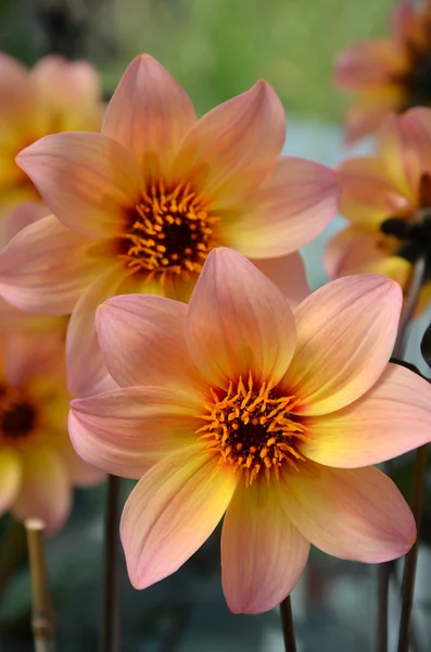 Oranje roze dahlia bloemen — Stockfoto