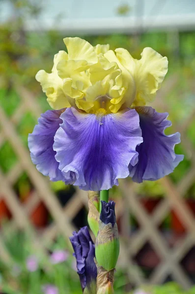 Желтый и фиолетовый цветок радужной оболочки — стоковое фото