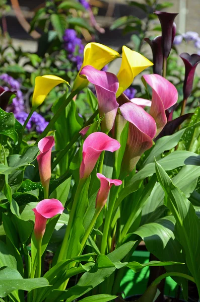 Multicolored calla lilies garden — Stock Photo, Image