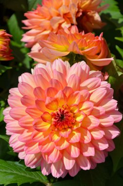 pembe ve sarı yıldız çiçeği çiçek