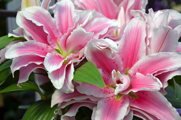 Pink stargazer lily flowers