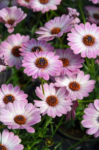 Flores de osteospermum roxas e brancas — Fotografia de Stock