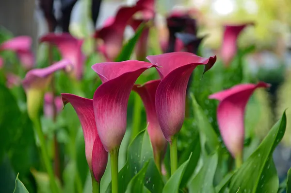 Blüten der rosa Calla Lilie — Stockfoto