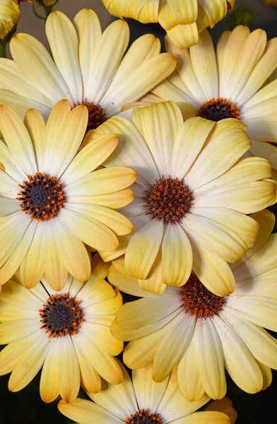 Красиві жовті остеопурпурні квіти — стокове фото