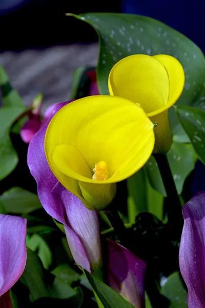 Gul calla lily blommor — Stockfoto