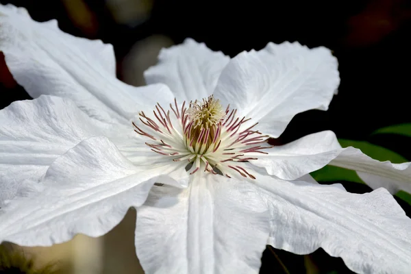 Pojedynczy clematis biały kwiat — Zdjęcie stockowe