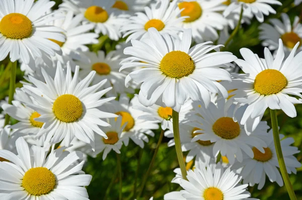 白色春天的雏菊 — 图库照片