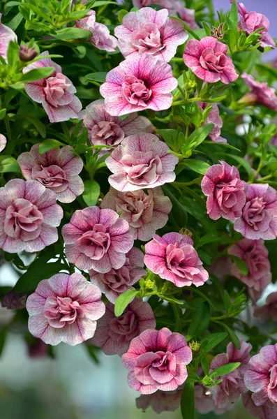 Lilla rosa våren petunior — Stockfoto