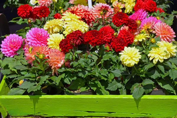 Vasi colorati di fiori dalia — Foto Stock