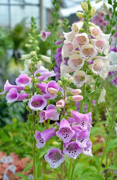 Purple and white foxglove flowers — Stock Photo, Image