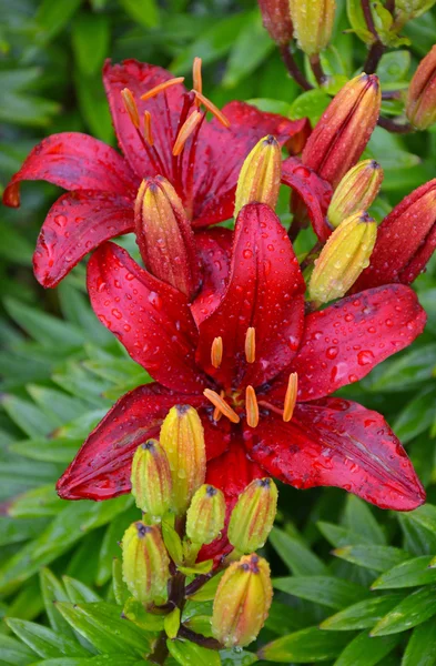 Lirios rojos cubiertos de gotas de lluvia — Foto de Stock