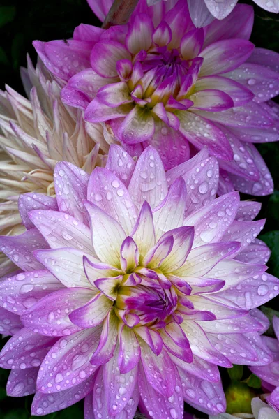 Fiori di dalia viola con gocce di pioggia — Foto Stock