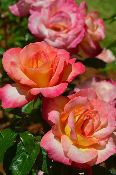 Roze en oranje rozen — Stockfoto