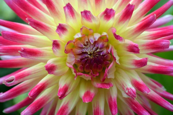 Mooie roze en geel dahlia bloem — Stockfoto