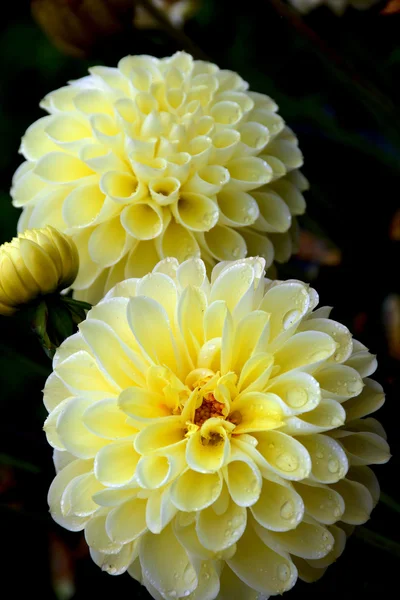Hermosas flores de dalia amarilla — Foto de Stock