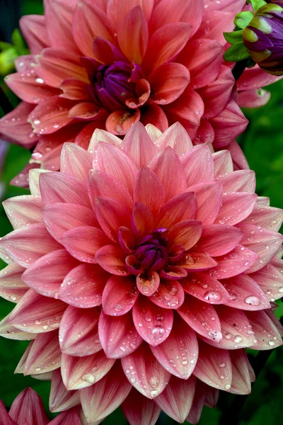 Beautiful pink dahlia flowers — Stock Photo, Image