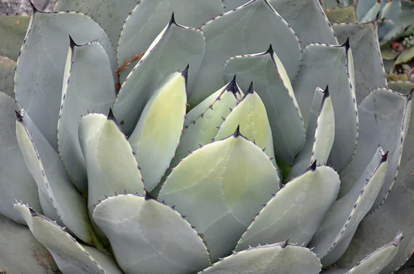 Plante de cactus épineux — Photo