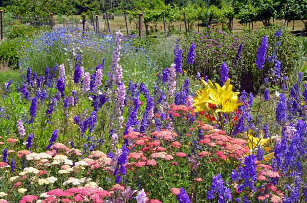 Colorful delphinium and lily garden — Stock Photo, Image