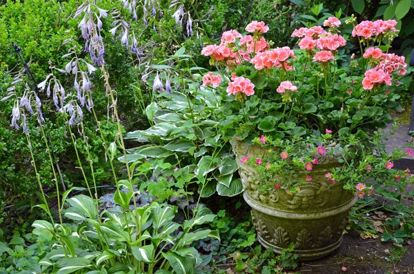 Pink geranium flower pot — Stock Photo, Image