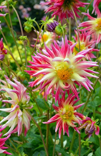 Fiori di dalia rosa e gialli — Foto Stock