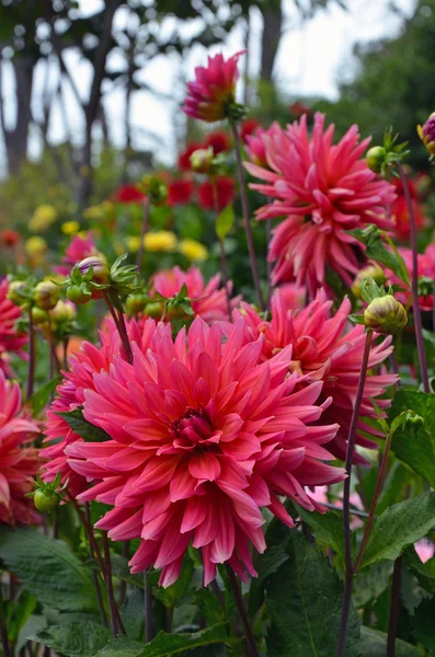 Pink dahlia garden — Stock Photo, Image