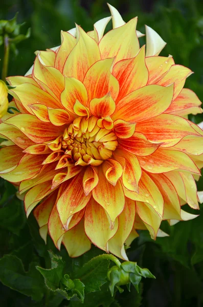 Nær Vakker Oransje Gul Dahlia Blomst – stockfoto