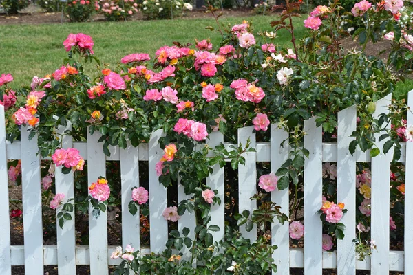 Rosas rosadas y cerca blanca del piquete — Foto de Stock