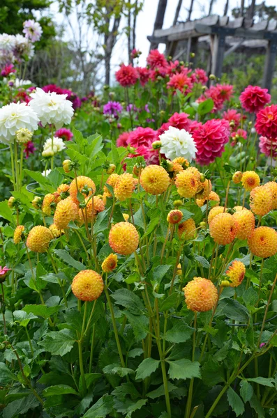 Colorato giardino dalia in estate — Foto Stock
