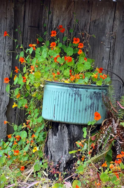 Orange nasturtium flowers — Stock Photo, Image