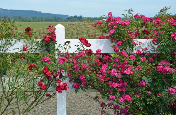 Rode rozen groeien op witte hek — Stockfoto