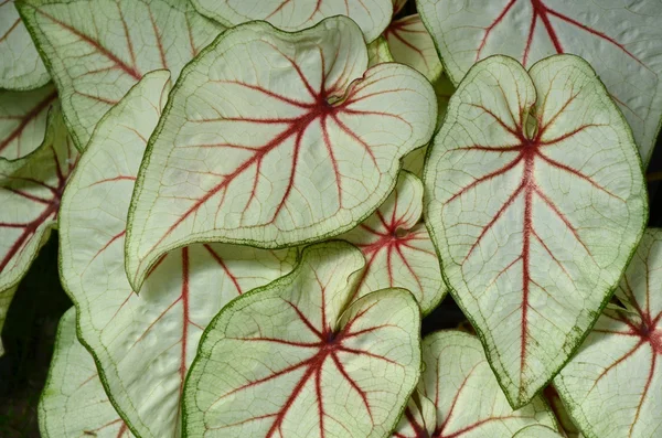 Colorful elephant ears plant — Stock Photo, Image