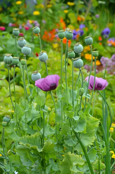 Fancy purple poppies — Stock Photo, Image