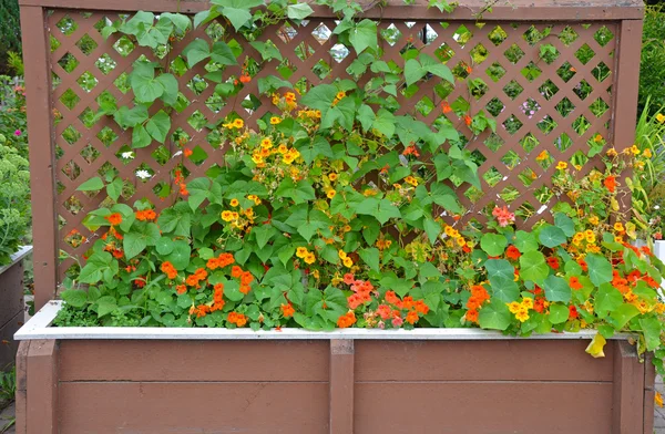 Nasturtiums growing on trellis — Stock Photo, Image