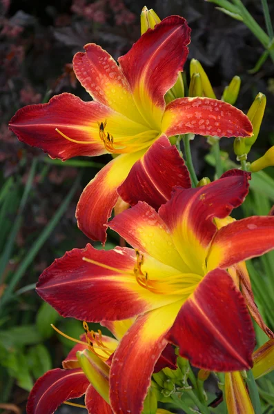 Red and yellow tropical lilies — Stock Photo, Image