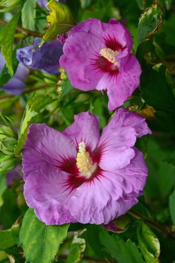 Mor hibiscus çiçek