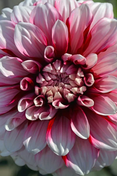 Flor de dalia rosa y blanca — Foto de Stock