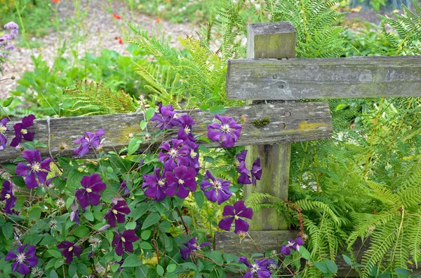 Paars clematis bloemen en varens — Stockfoto