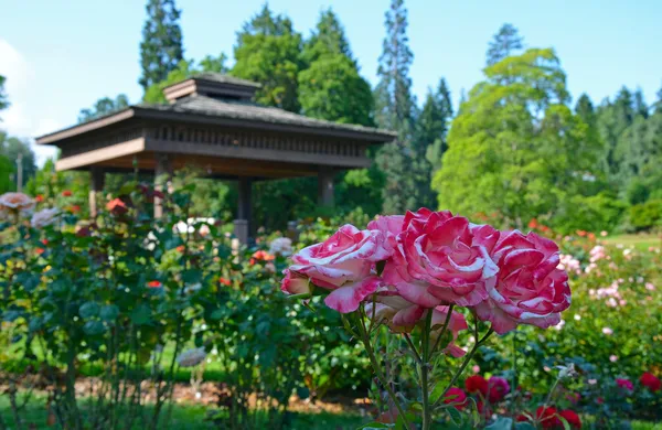 Pink roses and gazebo — Stock Photo, Image