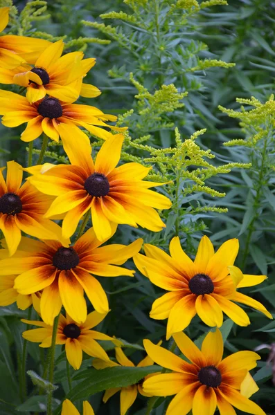 Beautiful black eyed susan flowers — Stock Photo, Image