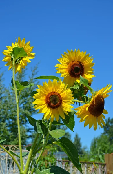 Sunflowers and blue sky — Stock Photo, Image