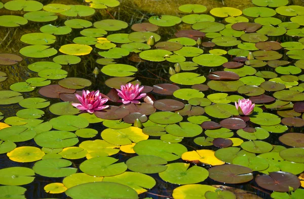 Pink water lilies on pond — Stock Photo, Image