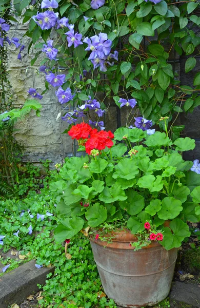 Powojniki i geranium ogród — Zdjęcie stockowe