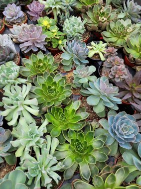 Tavuklar ve civcivler sulu bitkiler