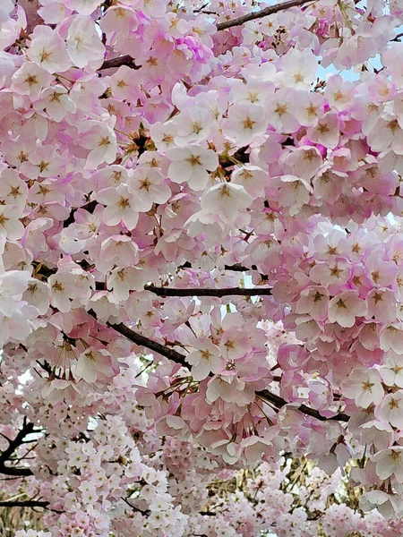 桜の花は白とピンク — ストック写真