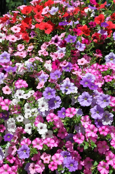 Fondo Flores Petunia Coloridas — Foto de Stock