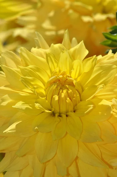 Elegant Yellow Dahlia Beauty — Stock Photo, Image