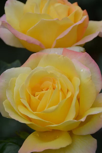 Крупним Планом Дві Красиві Жовті Троянди Стокове Зображення