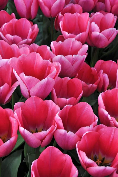 Ett Gäng Vackra Rosa Vårtulpaner Full Blom — Stockfoto