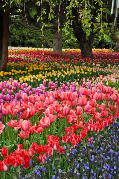 Schöner Frühlingsgarten Gefüllt Mit Bunten Frühlingstulpen Und Hyazinthenblüten — Stockfoto