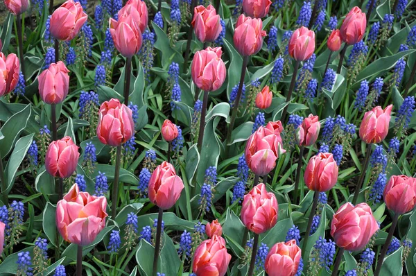Piękne Różowe Wiosenne Tulipany Hiacynt Winogronowy Piękno — Zdjęcie stockowe